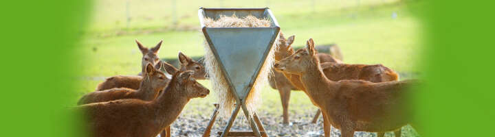 ergaenzungsfuttermittel gatterwild kategorieeinstiegsbanner